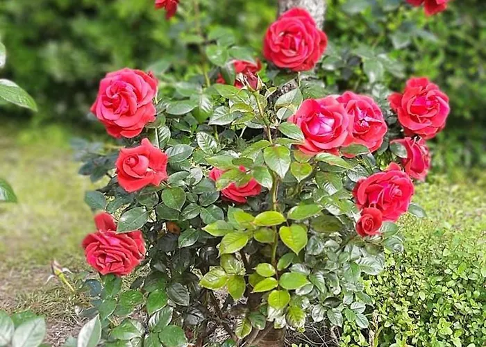 Appartamento Le Golf